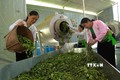 Sản xuất chè xanh đạt tiêu chuẩn OCOP 4 sao ở Hợp tác xã chè an toàn xã Long Cốc, huyện Tân Sơn (Phú Thọ). Ảnh: Vũ Sinh - TTXVN