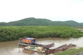 Rừng ngập mặn là sinh kế của nhiều người dân ở các xã ven biển huyện Nga Sơn, tỉnh Thanh Hóa. Ảnh: baotainguyenmoitruong.vn