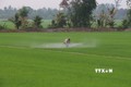 Nông dân huyện Vị Thủy chăm sóc lúa Hè Thu. Ảnh: Hồng Thái - TTXVN