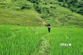Kon Tum tìm giải pháp cho gần 3.300 ha lúa canh tác một vụ
