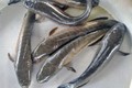 Giá cá lóc ở Trà Vinh ổn định, người nuôi lãi hơn 50 triệu đồng/ha/vụ