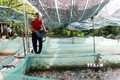 Chăm sóc ếch nuôi tại gia đình ông Vũ Văn Minh xã Trực Mỹ (Trực Ninh, Nam Định). Ảnh: Nguyễn Lành - TTXVN