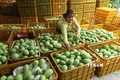 Tuân thủ tiêu chuẩn, chất lượng để thúc đẩy xuất khẩu trái cây Việt Nam
