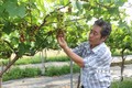 Kiểm tra Vườn cây đầu dòng giống nho NH01-152 trồng tại Viện Nghiên cứu Bông và Phát triển nông nghiệp Nha Hố tại xã Nhơn Sơn (Ninh Sơn, Ninh Thuận). Ảnh: Nguyễn Thành – TTXVN