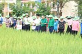 Các đại biểu dự Hội nghị tham quan mô hình trình diễn mô hình Quản lý cây trồng tổng hợp (ICM) trên giống lúa TBR 225 gắn với dịch vụ BVTV vụ Mùa 2023 tại xã Mỹ Thuận, huyện Tân Sơn. Ảnh: baophutho.vn