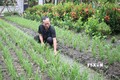 Mô hình trồng rau màu của hộ đồng bào dân tộc Khmer tại xã Lương Tâm, huyện Long Mỹ (Hậu Giang). Ảnh: Hồng Thái - TTXVN