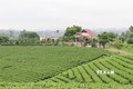 Một góc vùng chè an toàn xóm Cầu Đá, xã Hoàng Nông, huyện Đại Từ. Ảnh: Hoàng Nguyên - TTXVN