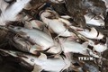 Tuyên Quang: Người chăn nuôi thiệt hại nặng do cá đặc sản bất ngờ chết hàng loạt