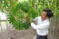 Kiểm tra tình trạng nhiễm bệnh khảm lá trên cây sắn tại huyện Châu Thành, tỉnh Tây Ninh. Ảnh: Minh Phú – TTXVN