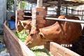 Ninh Thuận cải tạo, tăng năng suất, chất lượng bò thịt