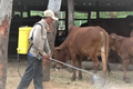 Ninh Thuận chủ động ngăn chặn dịch bệnh gia súc, gia cầm và thủy sản