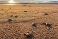 Rùa con thả về biển thuộc khu vực Vườn quốc gia Núi Chúa (Ninh Hải, Ninh Thuận). Ảnh: TTXVN phát
