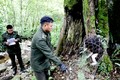 Hạt Kiểm lâm huyện Mèo Vạc thả cá thể khỉ mặt đỏ về môi trường tự nhiên. Ảnh: baohagiang.vn
