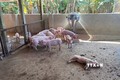 Kon Tum liên tiếp phát hiện 2 ổ dịch tả lợn châu Phi