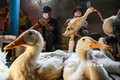 Chủ động ngăn chặn bệnh cúm gia cầm xâm nhập vào Việt Nam, lây nhiễm sang người