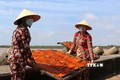 “Thủ phủ” nghề làm hải sản khô Gành Hào vào mùa Tết