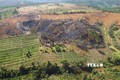 Hơn 350ha rừng, đất rừng trên lâm phần được giao cho Công ty Cổ phần Basaltstone đã bị lấn, chiếm để trồng các loại cây công nghiệp, nông nghiệp. Ảnh: Minh Hưng – TTXVN