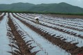 Phú Yên: Trồng sắn phủ bạt cho năng suất cao gấp hơn 2 lần