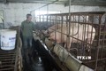 Kon Tum: Thực hiện nhiều biện pháp phòng, chống dịch tả lợn châu Phi
