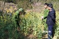 Lai Châu: Phát hiện, phá nhổ cây thuốc phiện được trồng xen lẫn rau cải