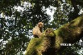 Cá thể khỉ vàng quý hiếm được thả về Khu bảo tồn thiên nhiên Chí Sán. Ảnh: TTXVN phát