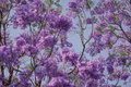 Hoa phượng tím nở sớm bất thường tại Mexico