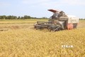 Đồng Tháp: Lúa Đông Xuân đạt năng suất gần 7 tấn/ha