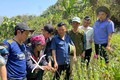 Lai Châu tạm giữ hình sự đối tượng trồng cây thuốc phiện trái phép giữa rừng sâu