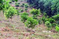 Xã hội hóa nguồn lực phục hồi rừng đầu nguồn sông Gianh