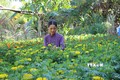 Công nhận huyện Trà Cú, tỉnh Trà Vinh đạt chuẩn nông thôn mới