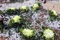 Sơn La: Mưa đá chưa từng có gây thiệt hại lớn về hoa màu tại xã Lóng Luông