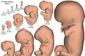 Xây dựng mô hình 3D phôi thai người mới 2 đến 3 tuần tuổi