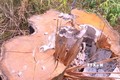 Kiểm tra, xác minh vụ phá rừng giáp ranh Gia Lai - Đắk Lắk