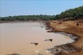 Hồ chứa nước tại xã biên giới Bù Gia Mập, huyện Bù Gia Mập (Bình Phước) đã cạn dần do hạn hán. Ảnh: TTXVN