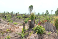Bản án nghiêm khắc cho các đối tượng “Hủy hoại rừng” quy mô lớn