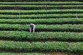 Thái Nguyên trồng chè hữu cơ hướng đến nông nghiệp sạch