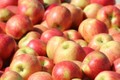 阿尔及利亚继续禁止进口13种水果 越南企业不受影响