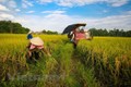 越南党一向主张大力推动农业、农业发展和不断提高农民的生活水平