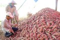 越南红薯有望准入中国市场