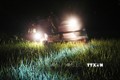 Nông dân Nghệ An gặt lúa vào ban đêm tránh nóng. Ảnh: Nguyễn Oanh-TTXVN