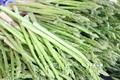 Tăng giá trị cho sản phẩm đặc thù măng tây xanh Ninh Thuận