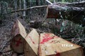 Hiện trường vụ phá rừng Pơ mu xảy ra vào tháng 4/2020 tại tiểu khu 1219, thuộc lâm phần quản lý của Công ty Trách nhiệm hữu hạn Một thành viên Lâm nghiệp Kông Bông. Ảnh: Tuấn Anh – TTXVN