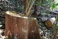 Khu vực ăn, ở để bảo vệ rừng của lực lượng quản lý bảo vệ rừng Công ty TNHH MTV Lâm nghiệp Krông Bông (huyện Krông Bông) còn thiếu thốn và khó khăn. Ảnh: Tuấn Anh - TTXVN