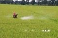 Phun thuốc bảo vệ thực vật vào sản xuất lúa. Ảnh: Nguyễn Văn Trí- TTXVN