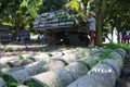 Nông dân huyện Tháp Mười, tỉnh Đồng Tháp thực hiện gieo mạ trên khay và sử dụng máy cấy lúa mang lại hiệu quả cao. Ảnh: Chương Đài - TTXVN