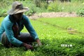 Hộ ông Danh Ron, ấp Xà Xiêm với mô hình trồng rau má, mỗi năm thu nhập 80 triệu đồng Ảnh: Lê Sen - TTXVN