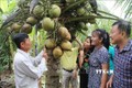 Chủ nhà vườn Cao Văn Lùng (bên trái), xã Hòa Tân, huyện Cầu Kè giới thiệu quả dừa sáp với du khách. Ảnh: Thanh Hòa - TTXVN
