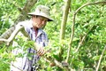 Nông dân Lê Văn Trí, xã Bình Hòa Phước (Long Hồ, Vĩnh Long) cắt tỉa nhánh cho vườn chôm chôm đã bị suy kiệt, rụng lá. Ảnh: Lê Thúy Hằng - TTXVN