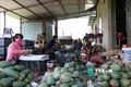 Người dân huyện Mai Sơn phân loại, lựa chọn xoài đóng gói phục vụ xuất khẩu. Ảnh: Hữu Quyết - TTXVN