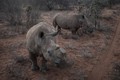 Botswana cứu tê giác bằng phương pháp cưa bỏ sừng. Ảnh: thiennhien.net